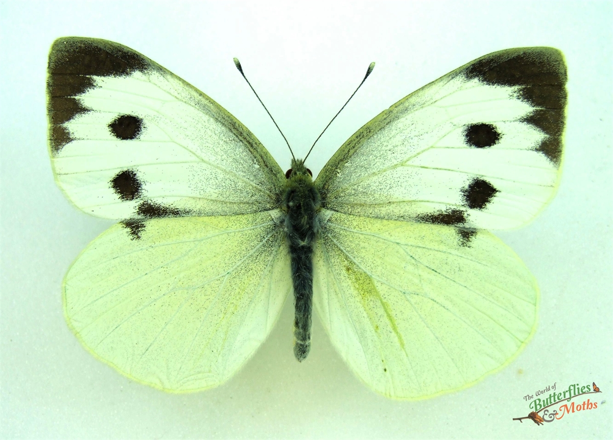 Pieris Brassicae Large White ENGLAND World Of Butterflies And Moths