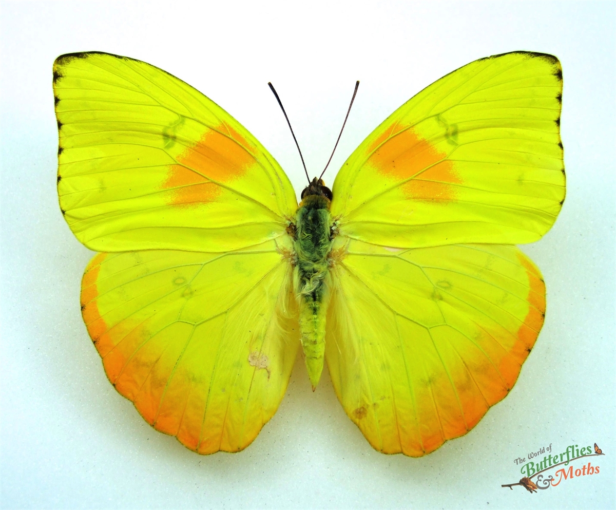 Phoebis Philea Orange Barred Sulphur MEXICO World Of Butterflies And