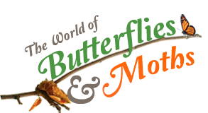 World of Butterflies and Moths