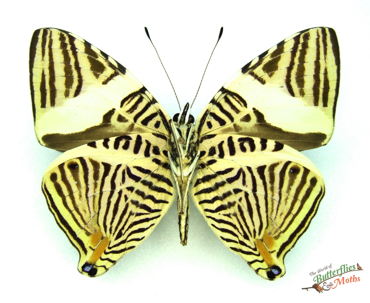 Colobura Colobura dirce COSTA RICA - World of Butterflies and Moths
