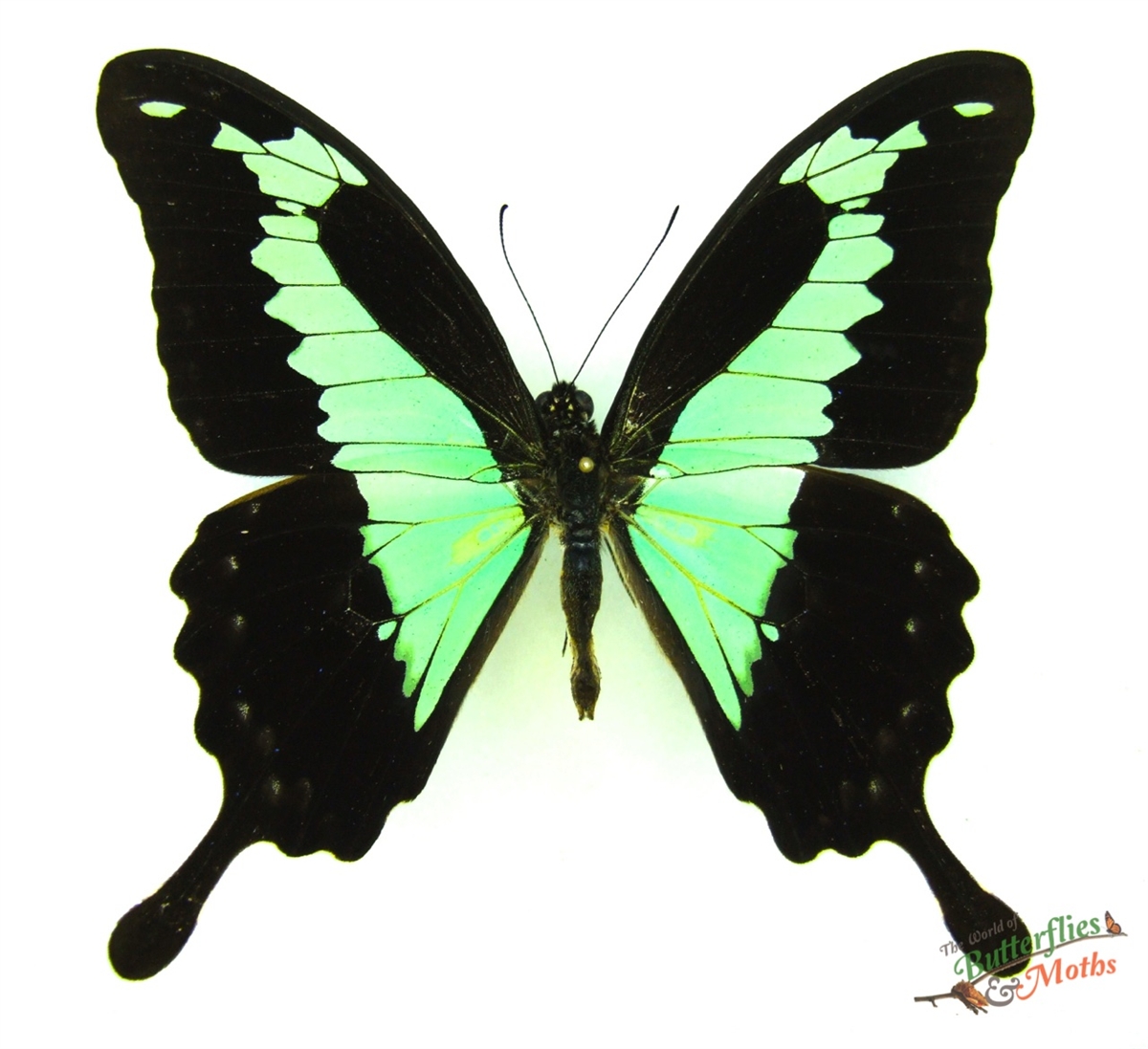 Papilio phorcas Apple Green Swallowtail C.A.R. - World of Butterflies ...