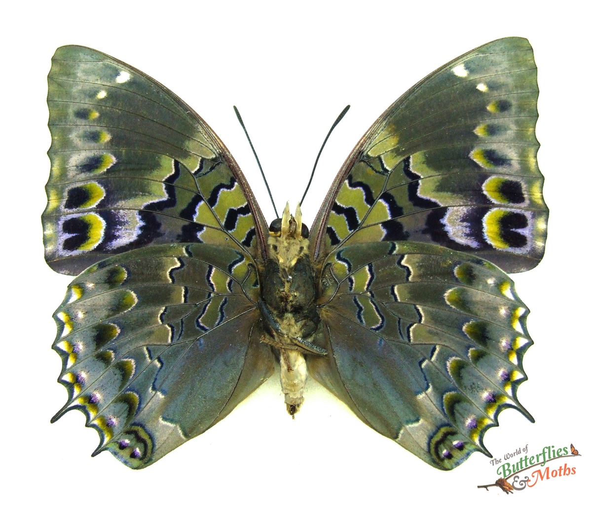 Butterfly Charaxes Smaragdalis Black Frame 16.5x16.5cm - Bits and Bugs main image 0