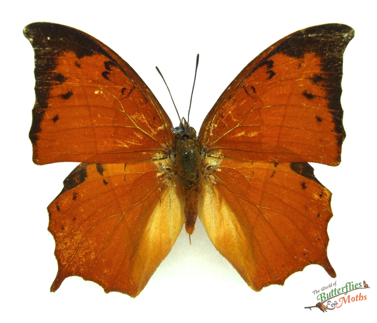 Charaxes paphianus Falcate Red Charaxes Africa - World of Butterflies ...