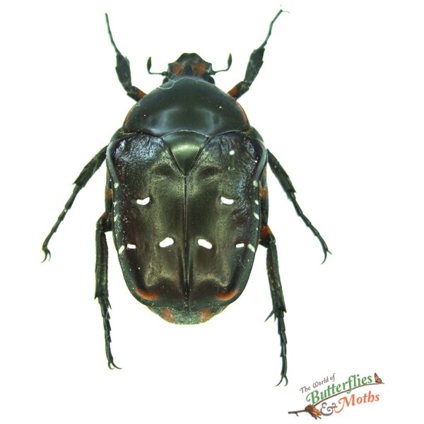 昆虫用品 Tanzania Eudicela e.euthalia 40mm