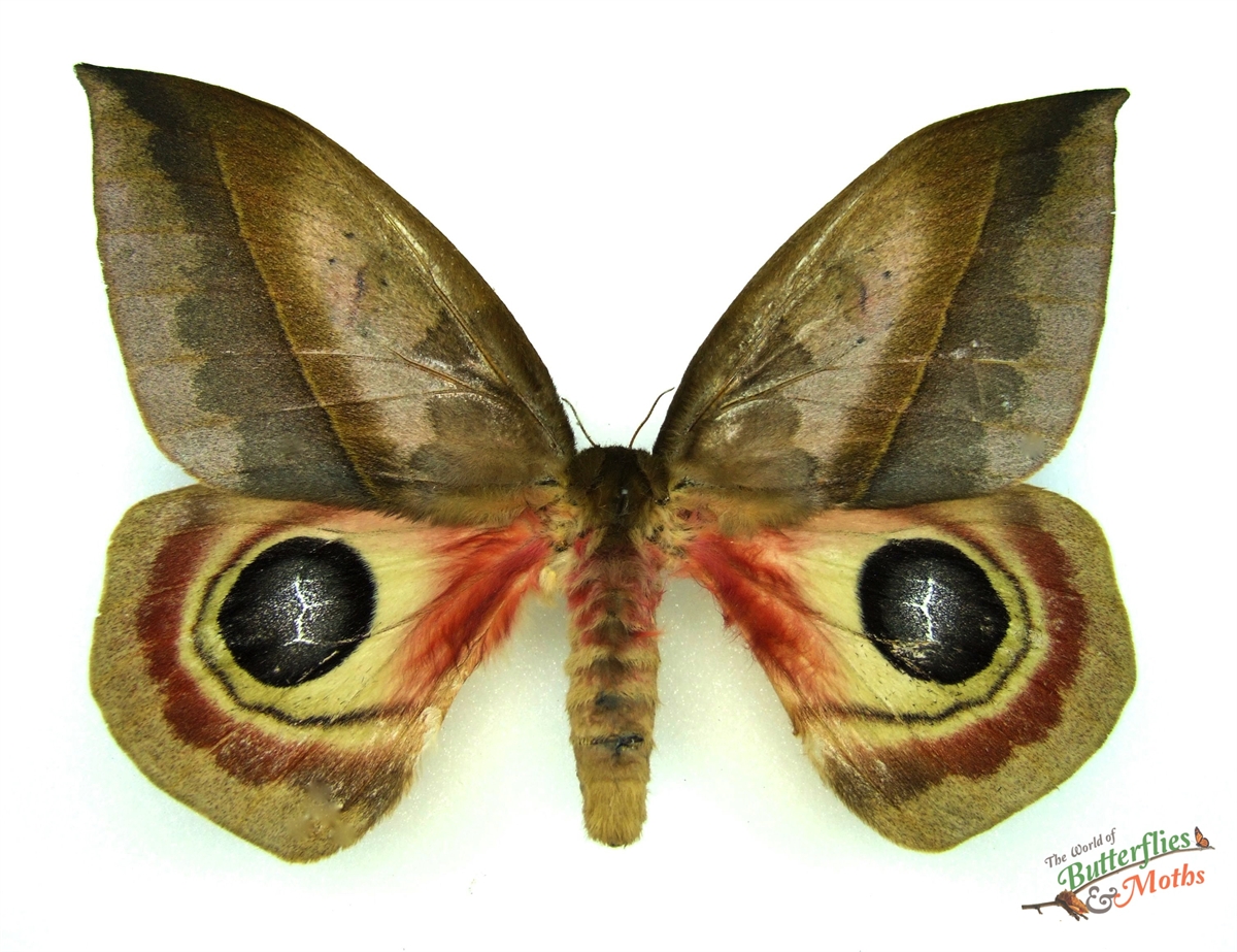 Automeris metzli COSTA RICA - World of Butterflies and Moths