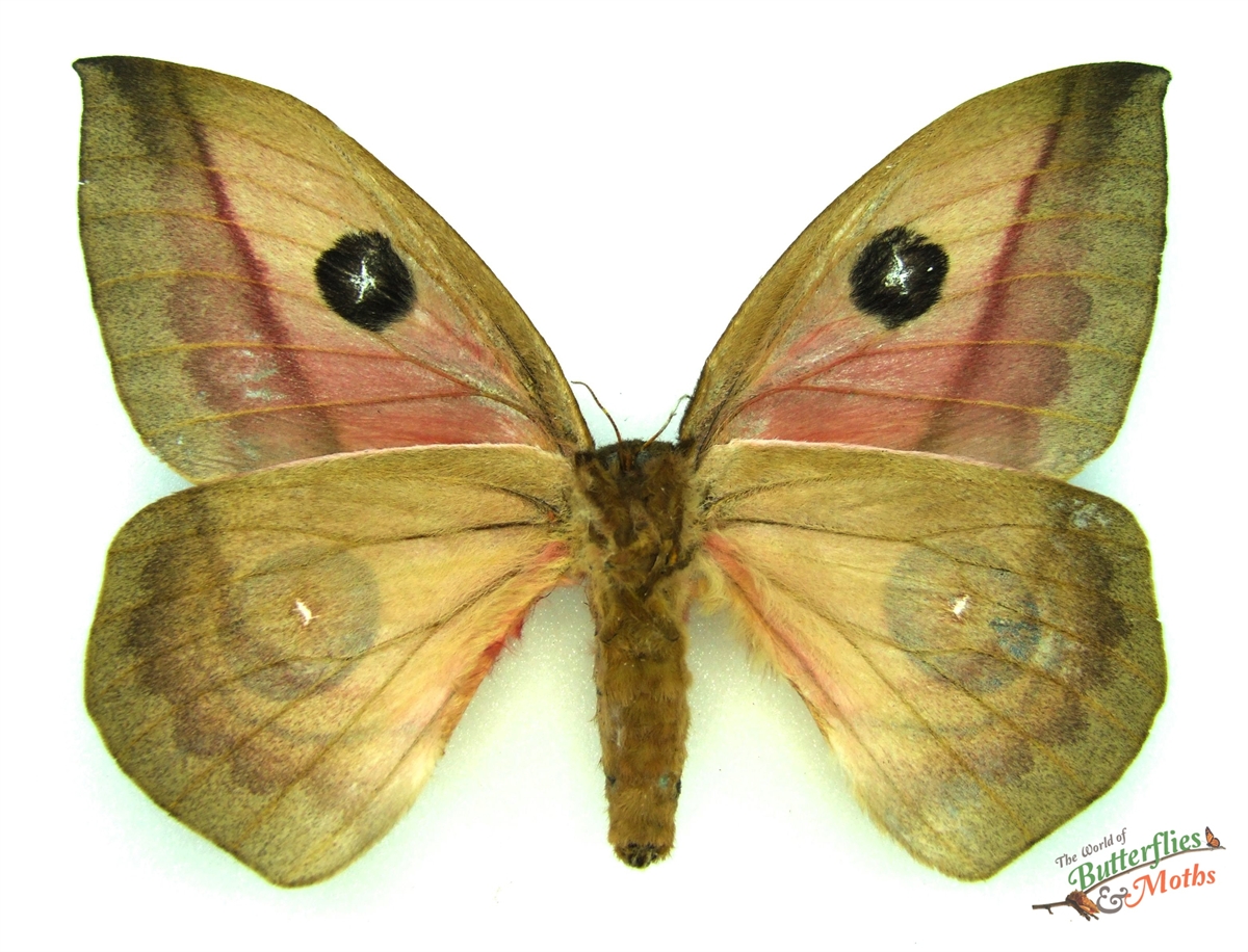 Automeris metzli COSTA RICA - World of Butterflies and Moths