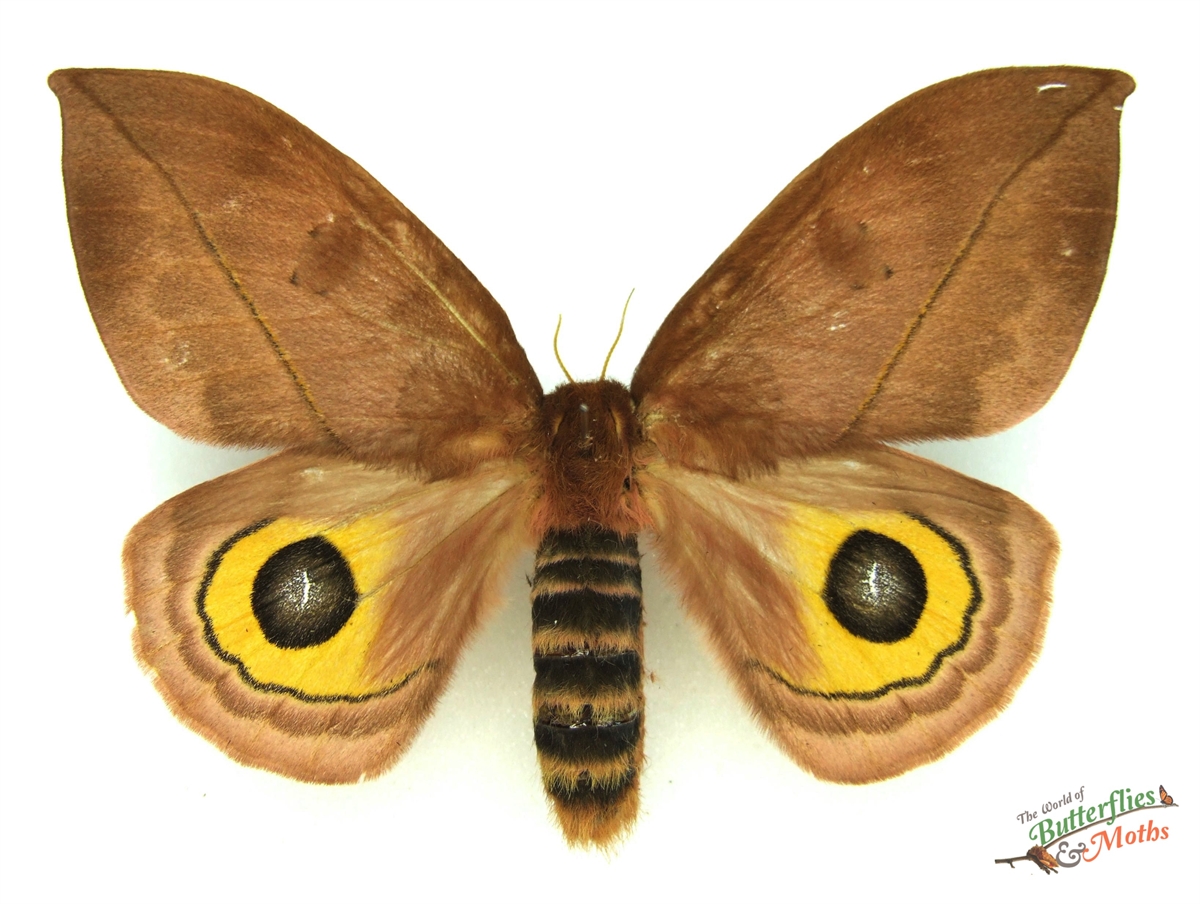 Automeris zugana COSTA RICA - World of Butterflies and Moths
