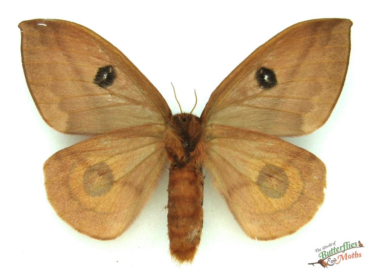 Automeris zugana COSTA RICA - World of Butterflies and Moths