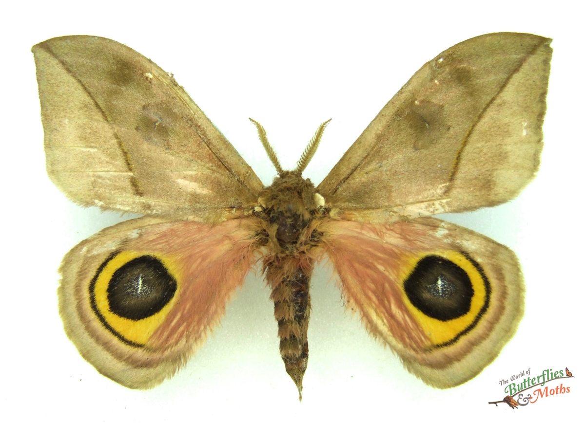 Automeris zugana COSTA RICA - World of Butterflies and Moths