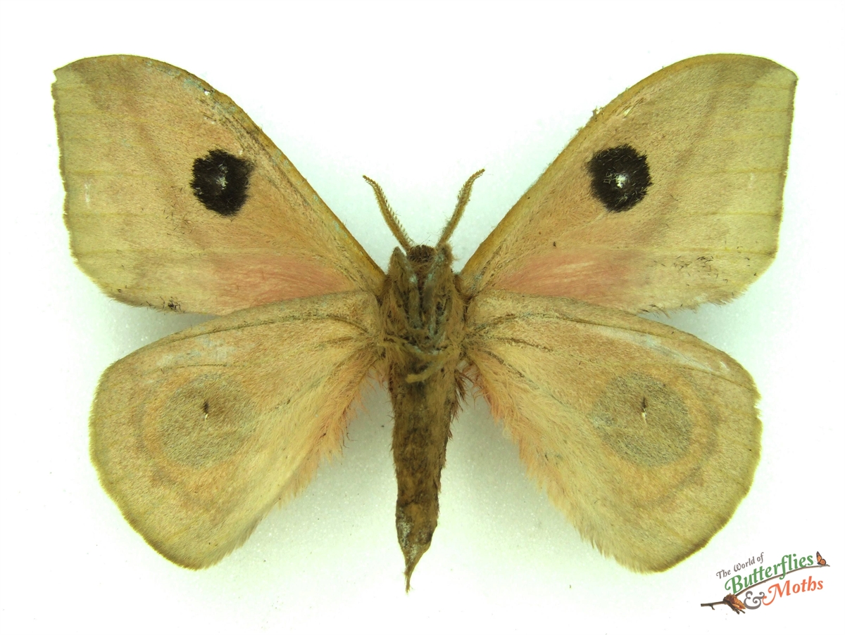Automeris zugana COSTA RICA - World of Butterflies and Moths