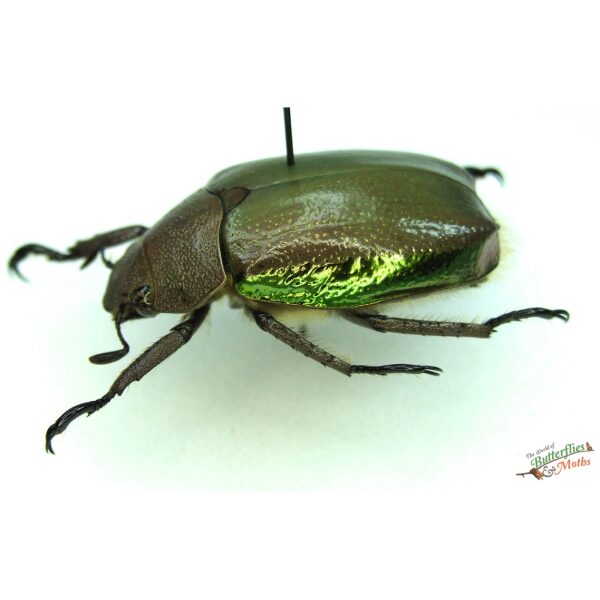 Honduras Chrysina spectabilis 35mm Chrysina resplendens - Wikipedia