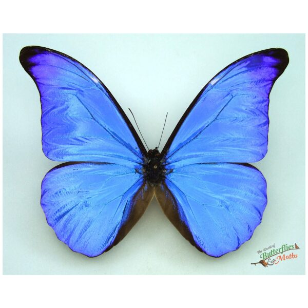 Morpho rhetenor cacica PERU - World of Butterflies and Moths