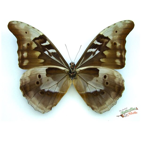 Morpho rhetenor cacica PERU - World of Butterflies and Moths