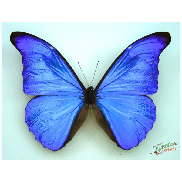 標本 Peru Morpho Rhetenor Cacica 124mm Morpho rhetenor cacica - Blue Morpho Butterfly