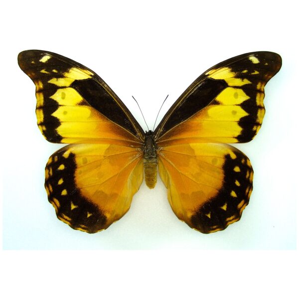 Morpho rhetenor cacica PERU - World of Butterflies and Moths