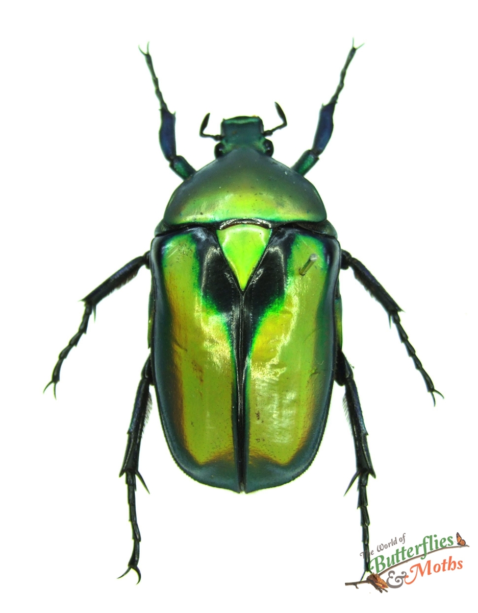 標本 BEETLES OF THAILAND 2nd Edition Rhomborrhina resplendens THAILAND - World of Butterflies and Moths