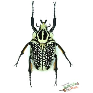 Congo Goliathus orientalis 88mm black Goliathus orientalis