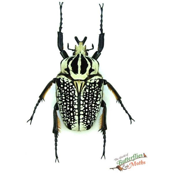 Goliathus orientalis CONGO - World of Butterflies and Moths
