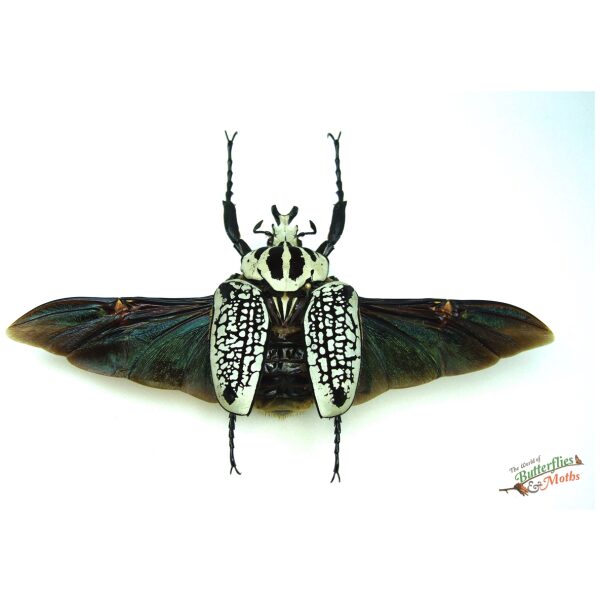 Goliathus orientalis CONGO - World of Butterflies and Moths