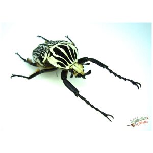 Goliathus orientalis CONGO - World of Butterflies and Moths