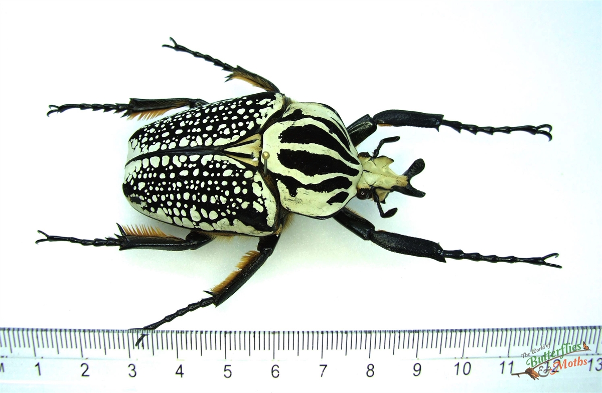 標本 Congo Goliathus orientalis 91mm Goliathus orientalis CONGO - World of Butterflies and Moths