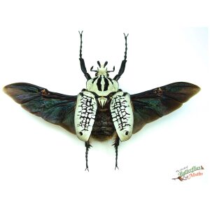 Goliathus orientalis CONGO - World of Butterflies and Moths