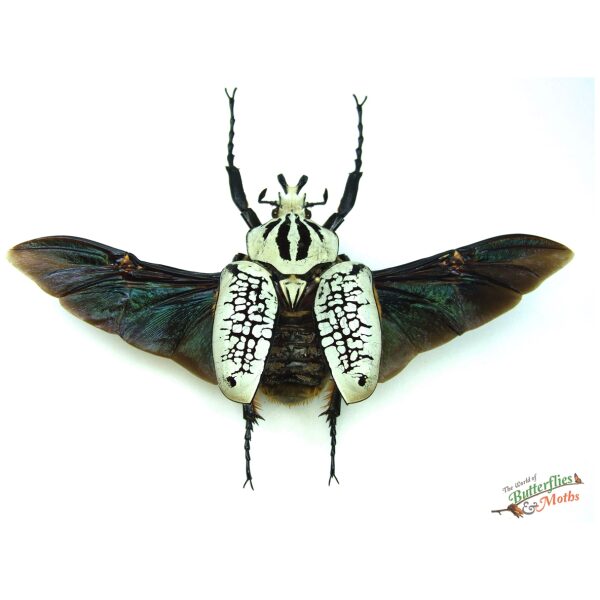 Goliathus orientalis CONGO - World of Butterflies and Moths