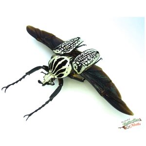 Goliathus orientalis CONGO - World of Butterflies and Moths