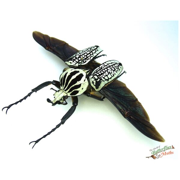 標本 Congo Goliathus orientalis 88mm Goliathus orientalis CONGO - World of Butterflies and Moths