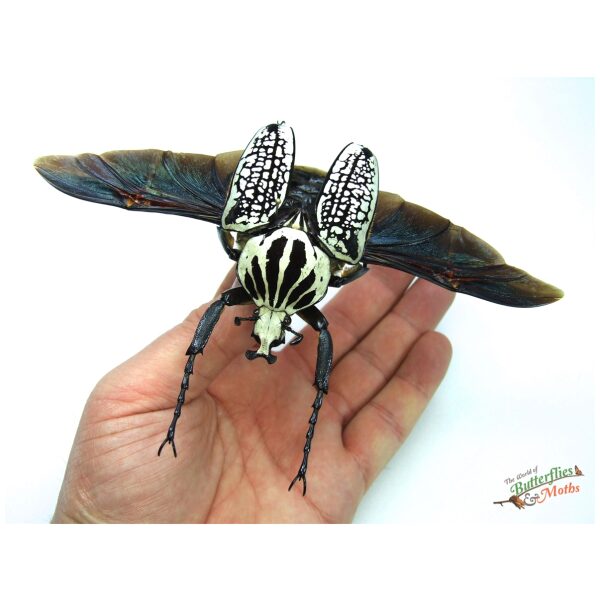 Goliathus orientalis CONGO - World of Butterflies and Moths