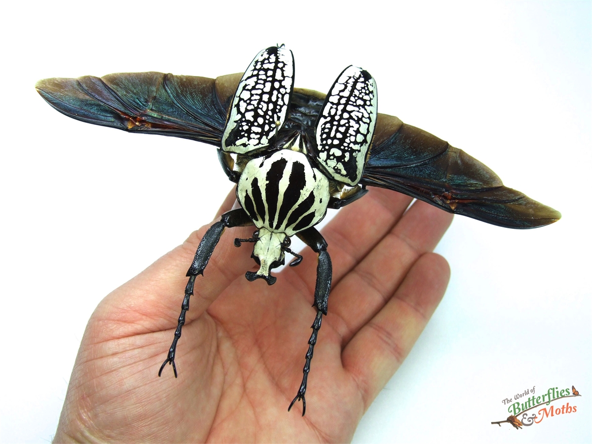 Goliathus orientalis CONGO - World of Butterflies and Moths