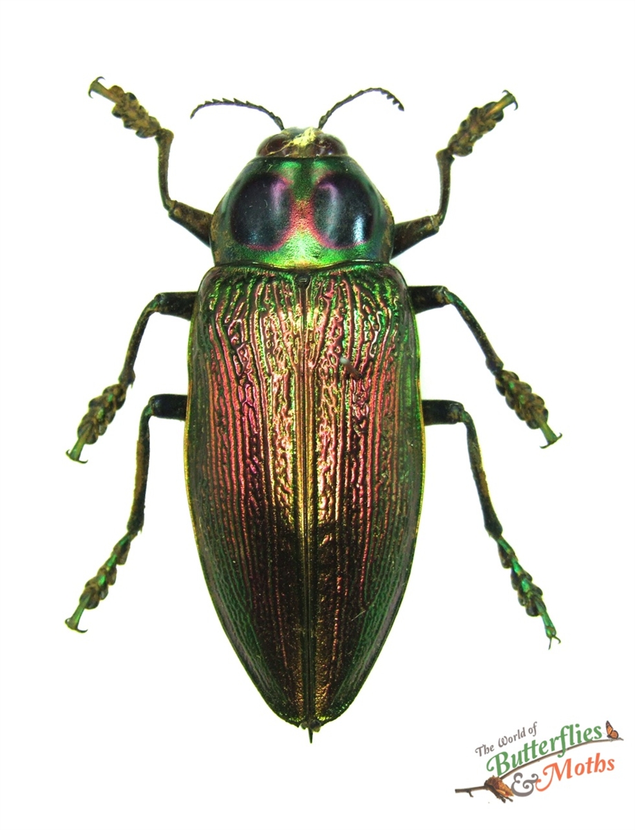 Euchroma gigantea (68.0mm) コロンビア産パープル色 Euchroma gigantea (68.0mm) コロンビア産パープル色
