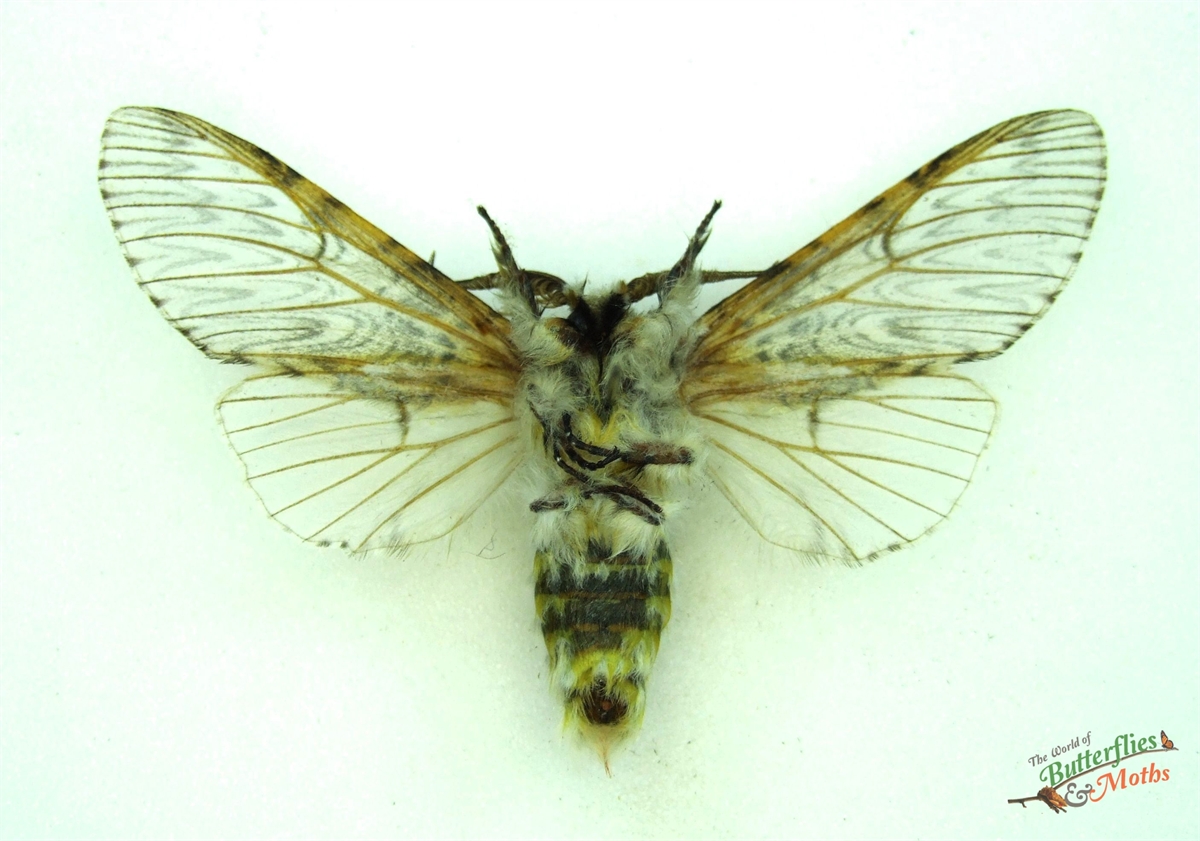 Cerura vinula PUSS MOTH England - World of Butterflies and Moths