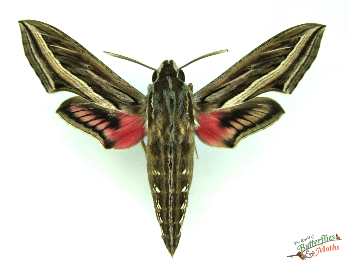 Striped hawk-moth: Hyles livornica - A birthday sphinx (Sphingidae) 