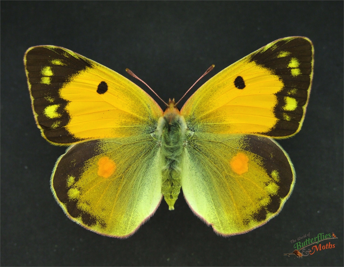 Colias croceus CLOUDED YELLOW butterfly - World of Butterflies and Moths