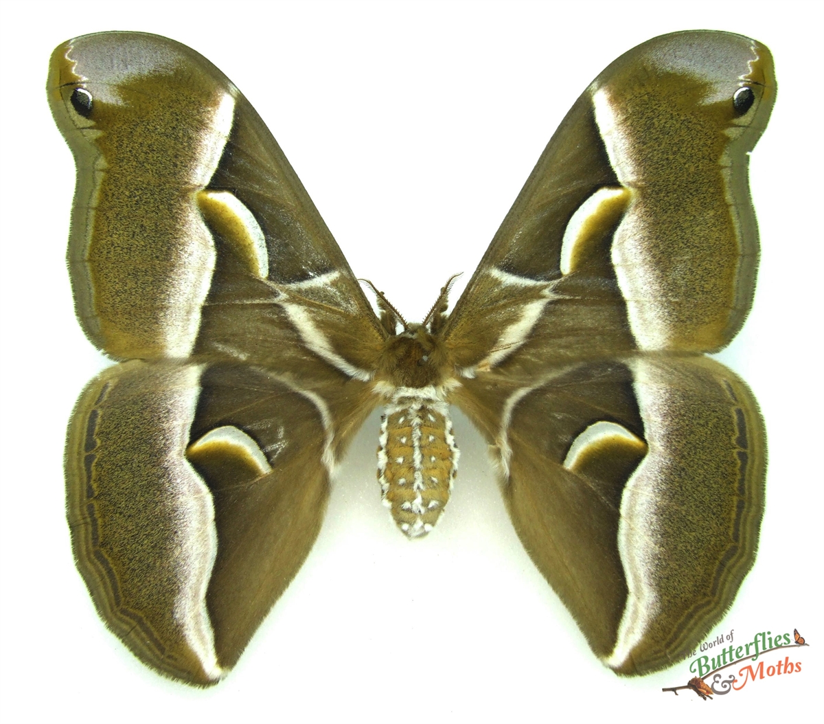 Samia cynthia walkeri ITALY - World of Butterflies and Moths