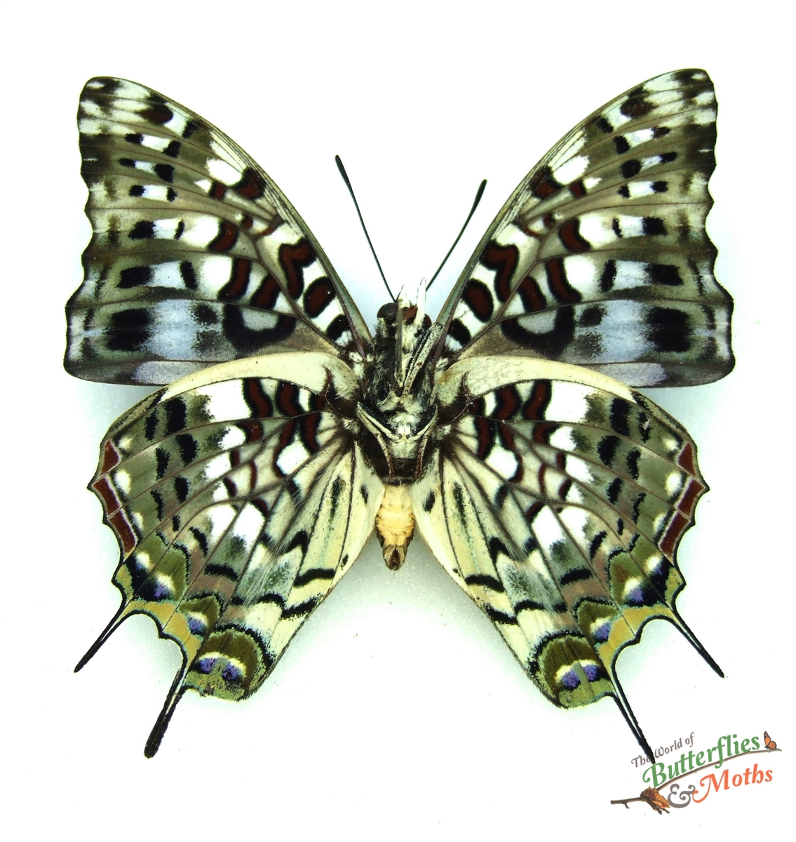 Charaxes etesipe Scarce Forest Emperor AFRICA World of Butterflies