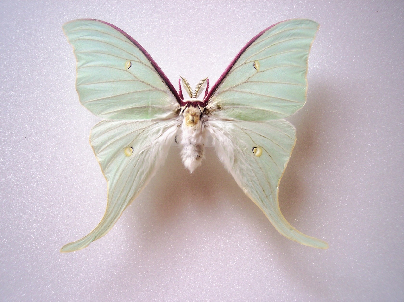 Actias gnoma JAPANESE MOON SILKMOTH Japan World of Butterflies and Moths