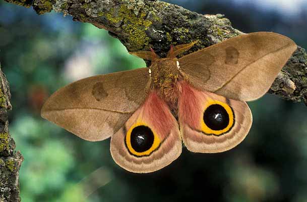 Automeris zozine OVA (eggs) LARVAE (Caterpillars) World of