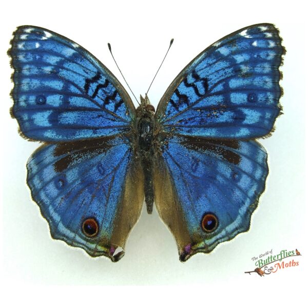JUNONIA RHADAMA unmounted butterfly 