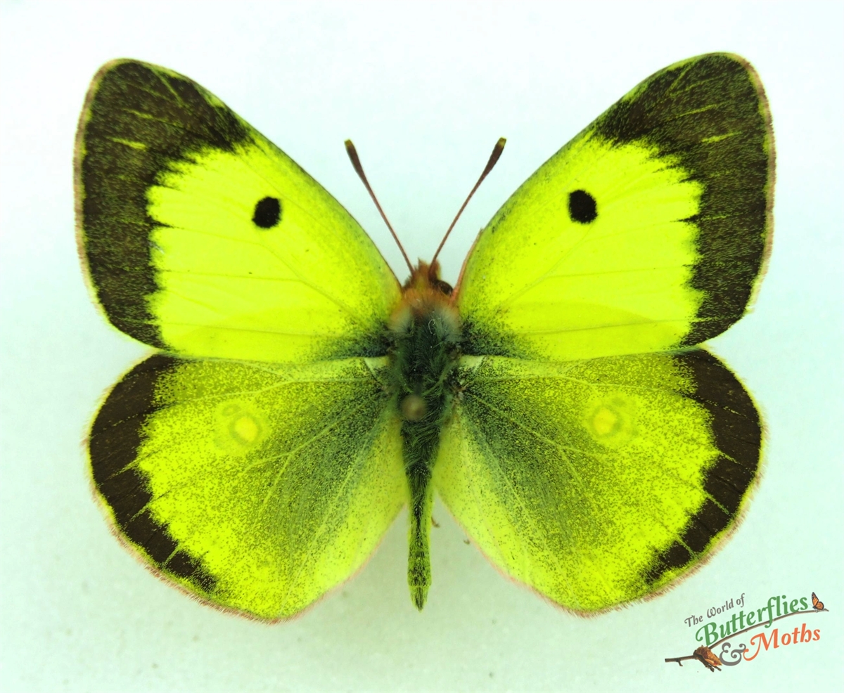 Colias erate EASTERN PALE CLOUDED YELLOW - World of Butterflies and Moths