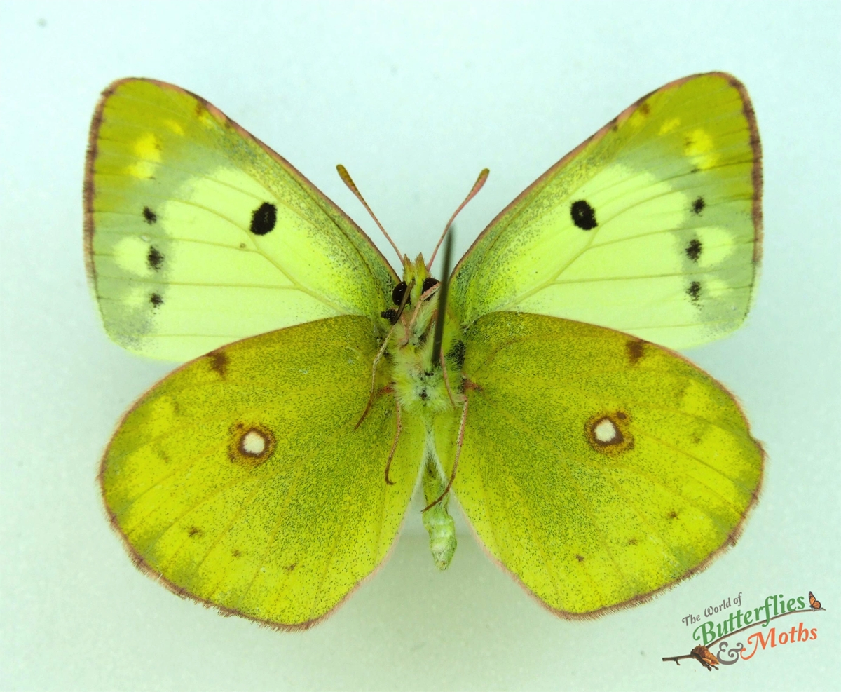 Colias erate EASTERN PALE CLOUDED YELLOW - World of Butterflies and Moths