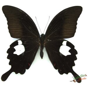 Wholesale Papilio helenus helenus CHINA