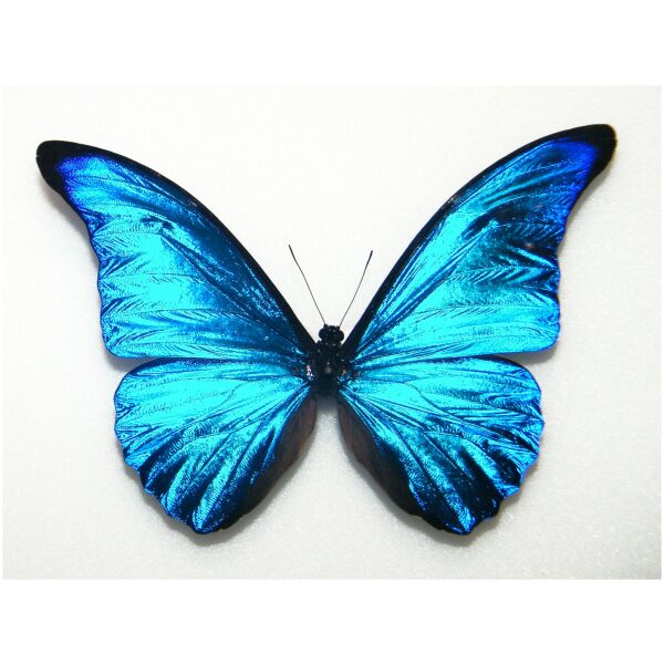 Peru産 Morpho Rhetenor Cacica 124mm Morpho rhetenor cacica PERU - World of Butterflies and Moths