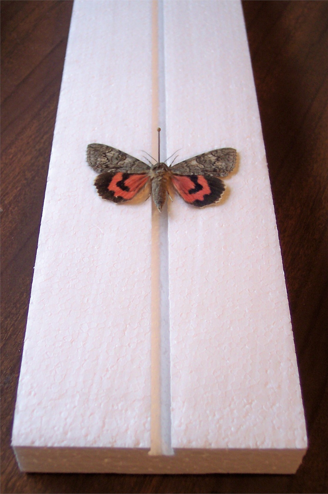Setting Board Box Setting Board Type 3 - World of Butterflies and Moths