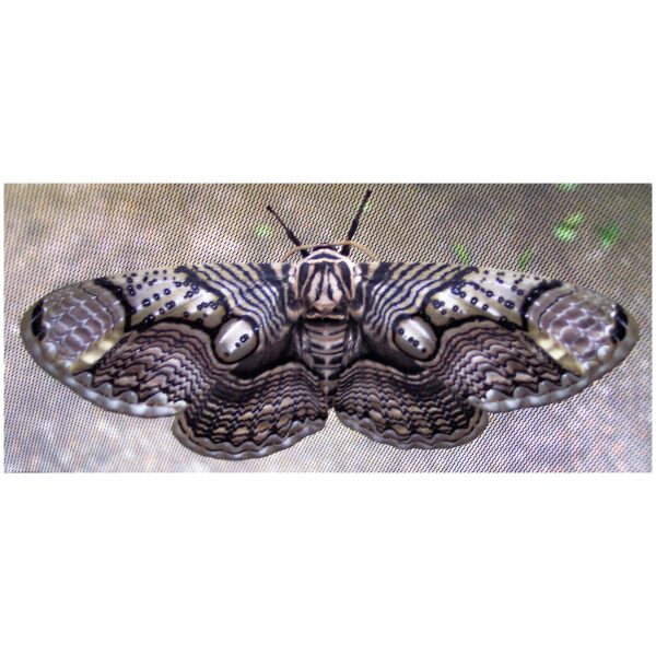 Chinese Owl Silkmoth (B.hearseyi) - World of Butterflies and Moths