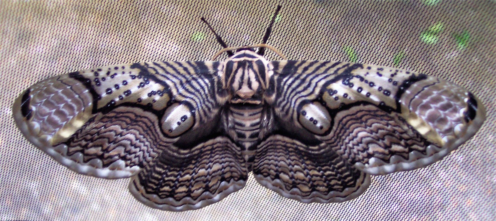 Chinese Owl Silkmoth (B.hearseyi) - World of Butterflies and Moths