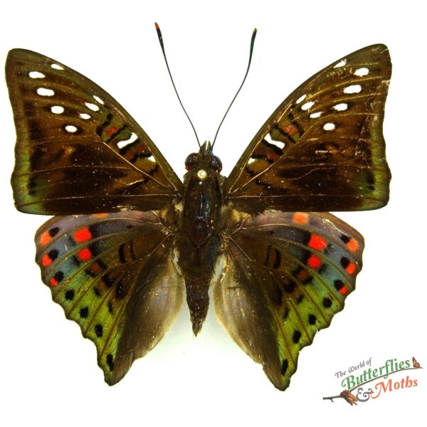 Euthalia malaccana malaccana MALAYSIA - World of Butterflies and Moths