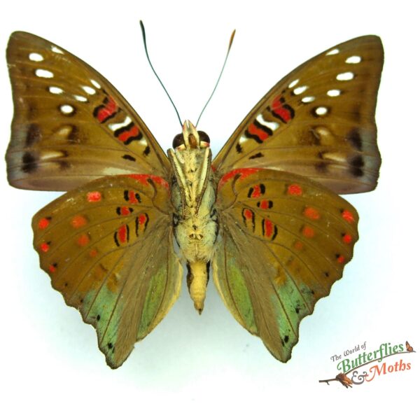 Euthalia malaccana malaccana MALAYSIA - World of Butterflies and Moths