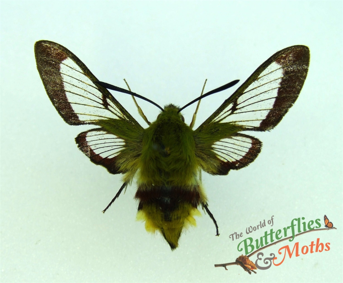 Hemaris Fuciformis BROAD BORDERED BEE HAWK-MOTH - World Of Butterflies ...